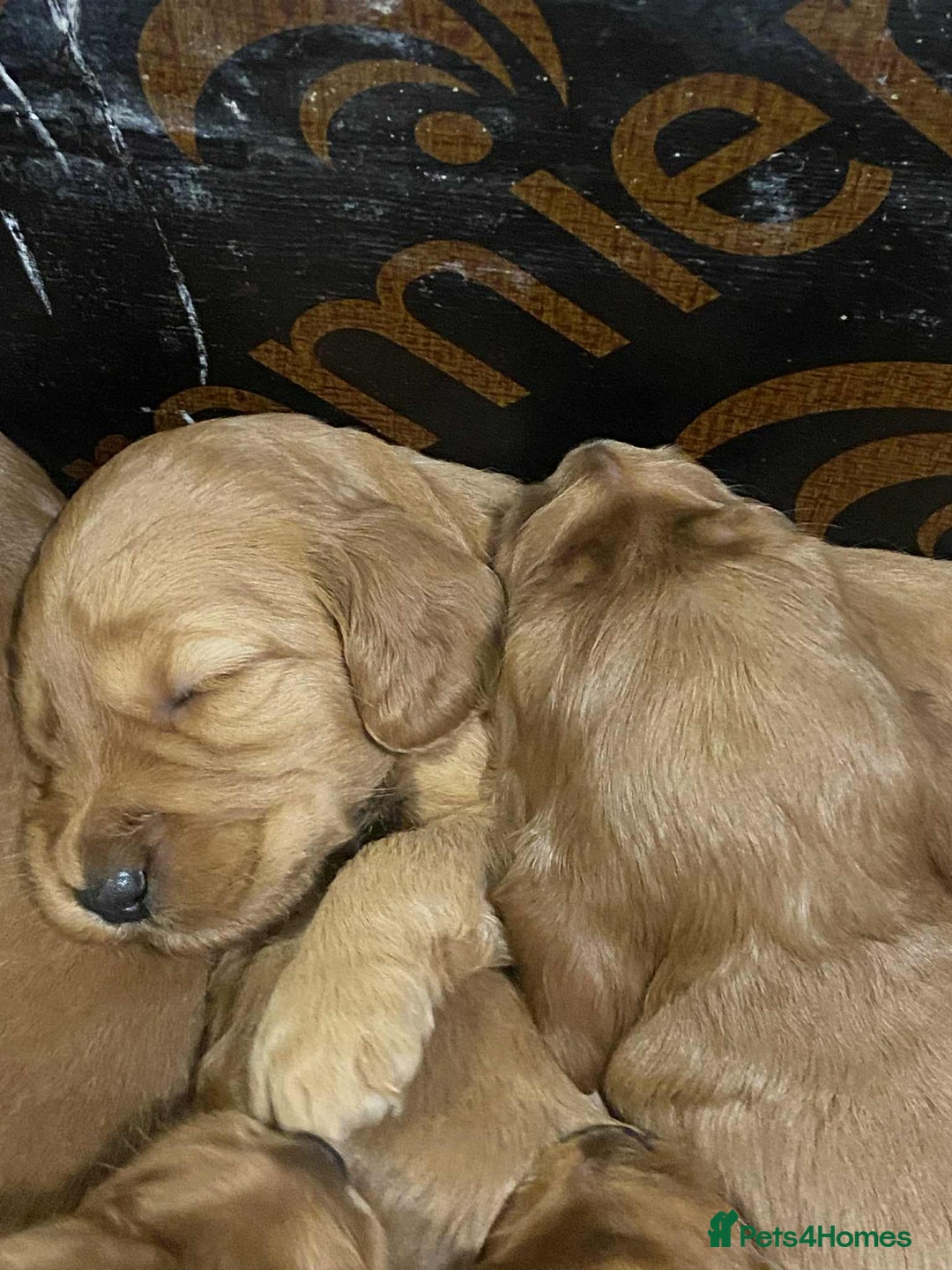 Cockapoo dogs for sale: F2 Cockapoo - Image 11