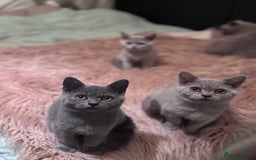 British Shorthair cats for sale: Beautiful Lilac boys - Image 1