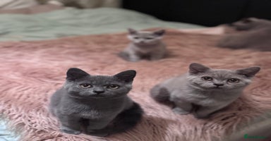 British Shorthair cats - Advert 11