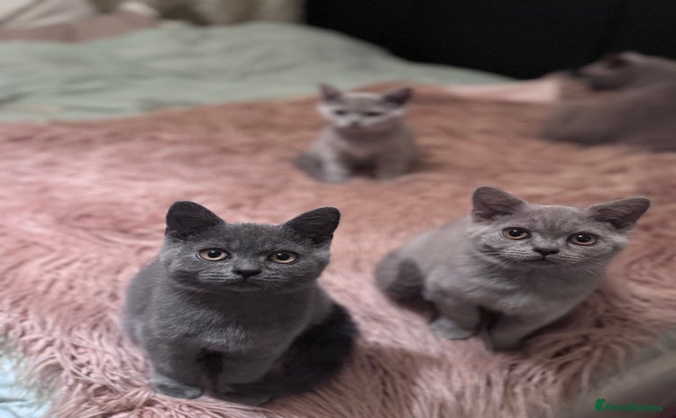 British Shorthair cats - Advert 1
