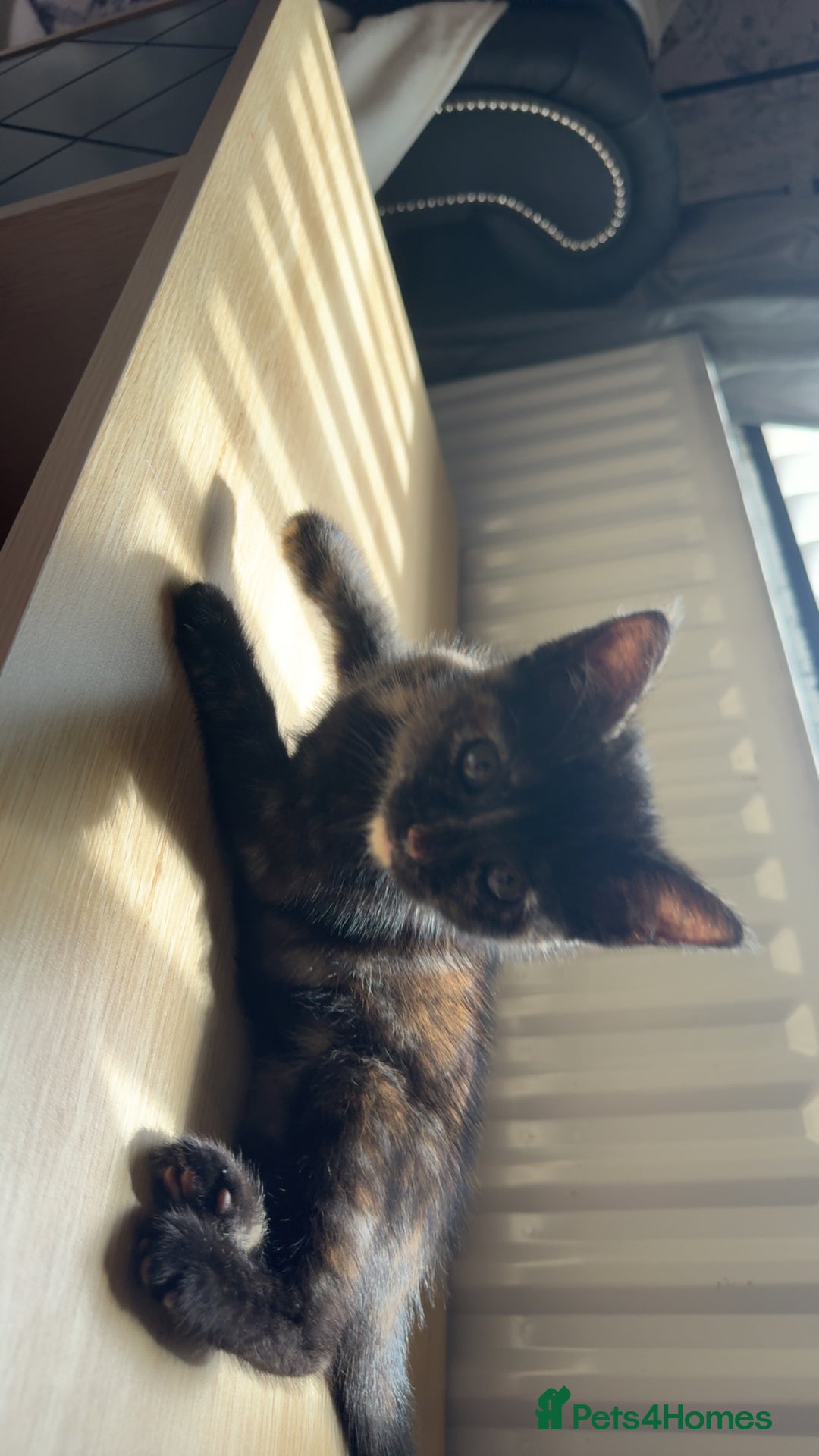 Mixed Breed cats for sale: Female kitten  - Image 9