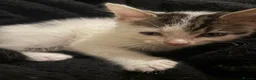 Domestic Shorthair cats for sale: Beautiful playful loving kittens  - Advert 13