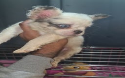 French Bulldog dogs for sale: ✨ Enchanted Frenchie Puppies Ready Now! ✨ - Advert 17