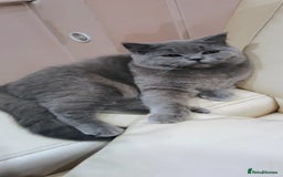 British Shorthair cats for sale: Adorable kittens bsh - Image 5