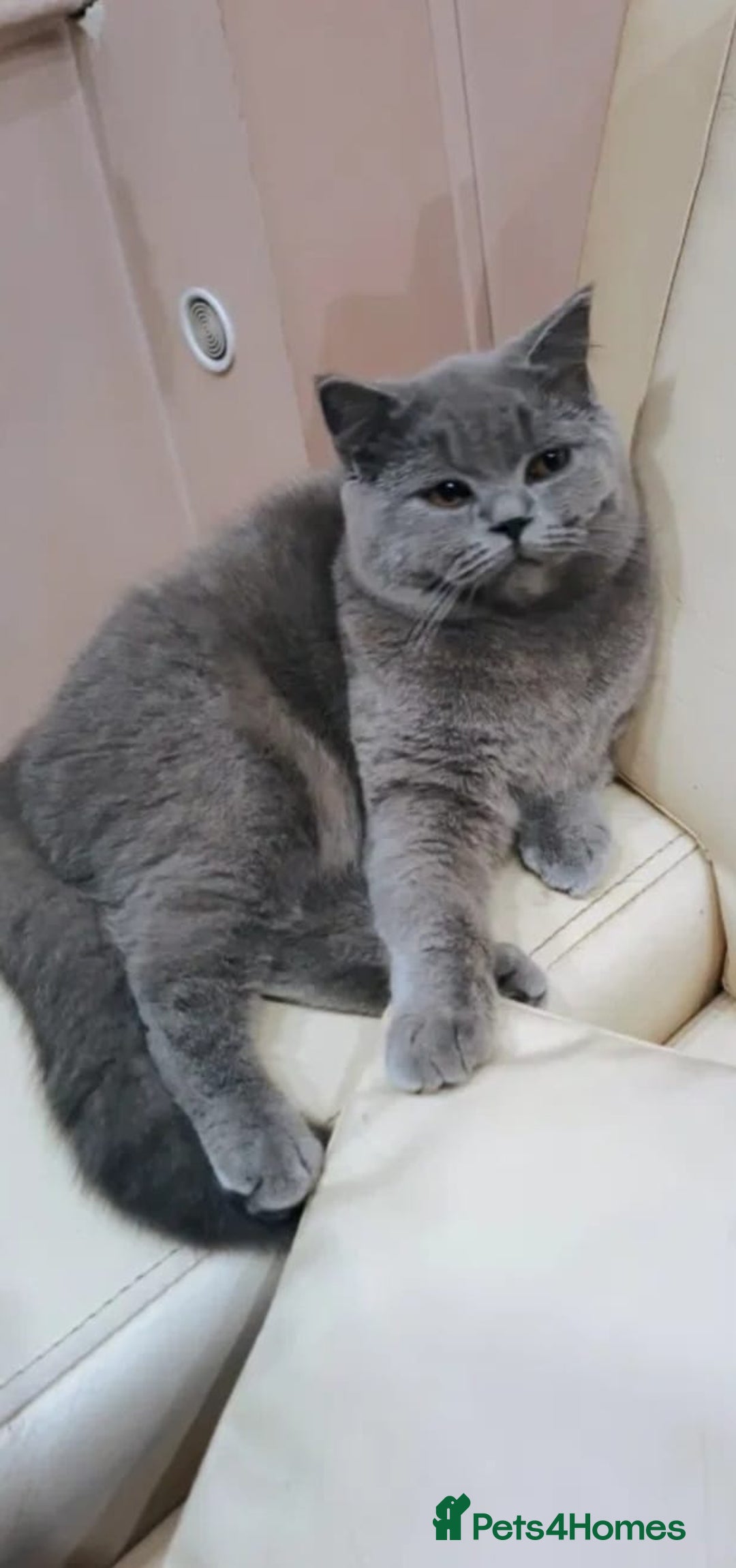 British Shorthair cats for sale: Adorable kittens bsh - Image 5