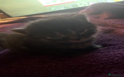 Maine Coon cats for sale: 5 half maine coon half tabby kittens for sale - Image 2