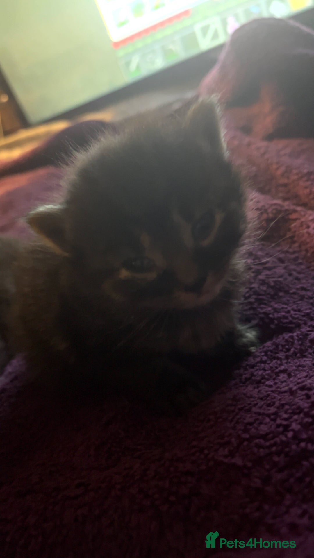 Maine Coon cats for sale: 5 half maine coon half tabby kittens for sale - Image 2