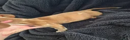 Miniature Dachshund dogs for sale: LAST 3x Dachshund boys ready NOW fully vacs - Advert 6