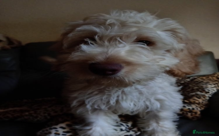 Cockapoo dogs - Advert 8