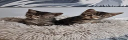 Bengal cats for sale: Bengal x British Short Haired Boy - Advert 4