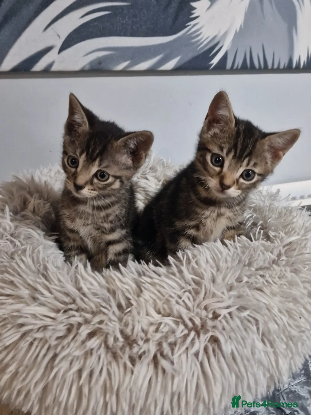 Bengal cats for sale: Bengal x British Short Haired Boy - Advert 4