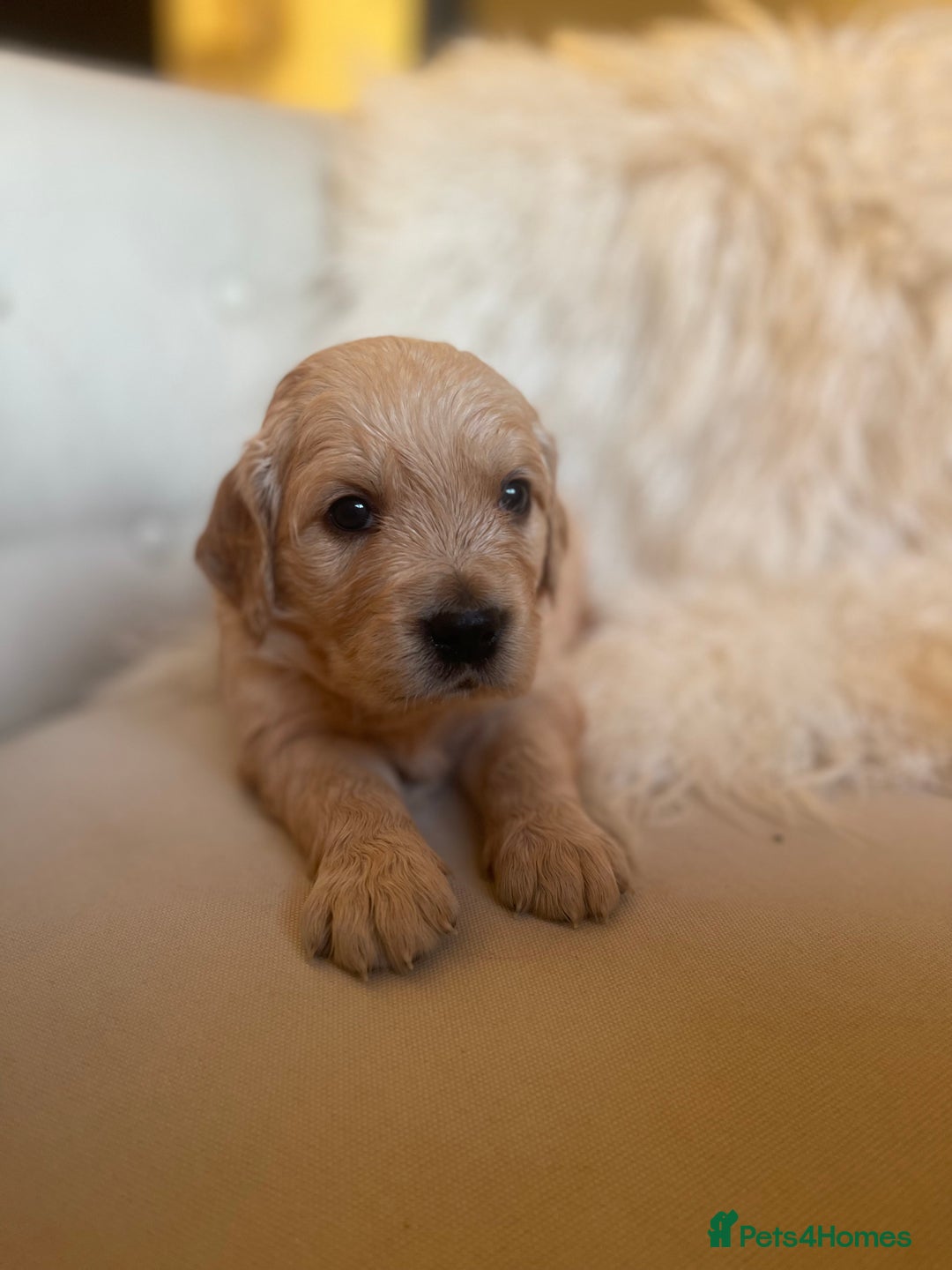 Golden Retriever dogs for sale: ✨Kennel Club Registered Golden Retriever Puppies ✨ - Advert 7