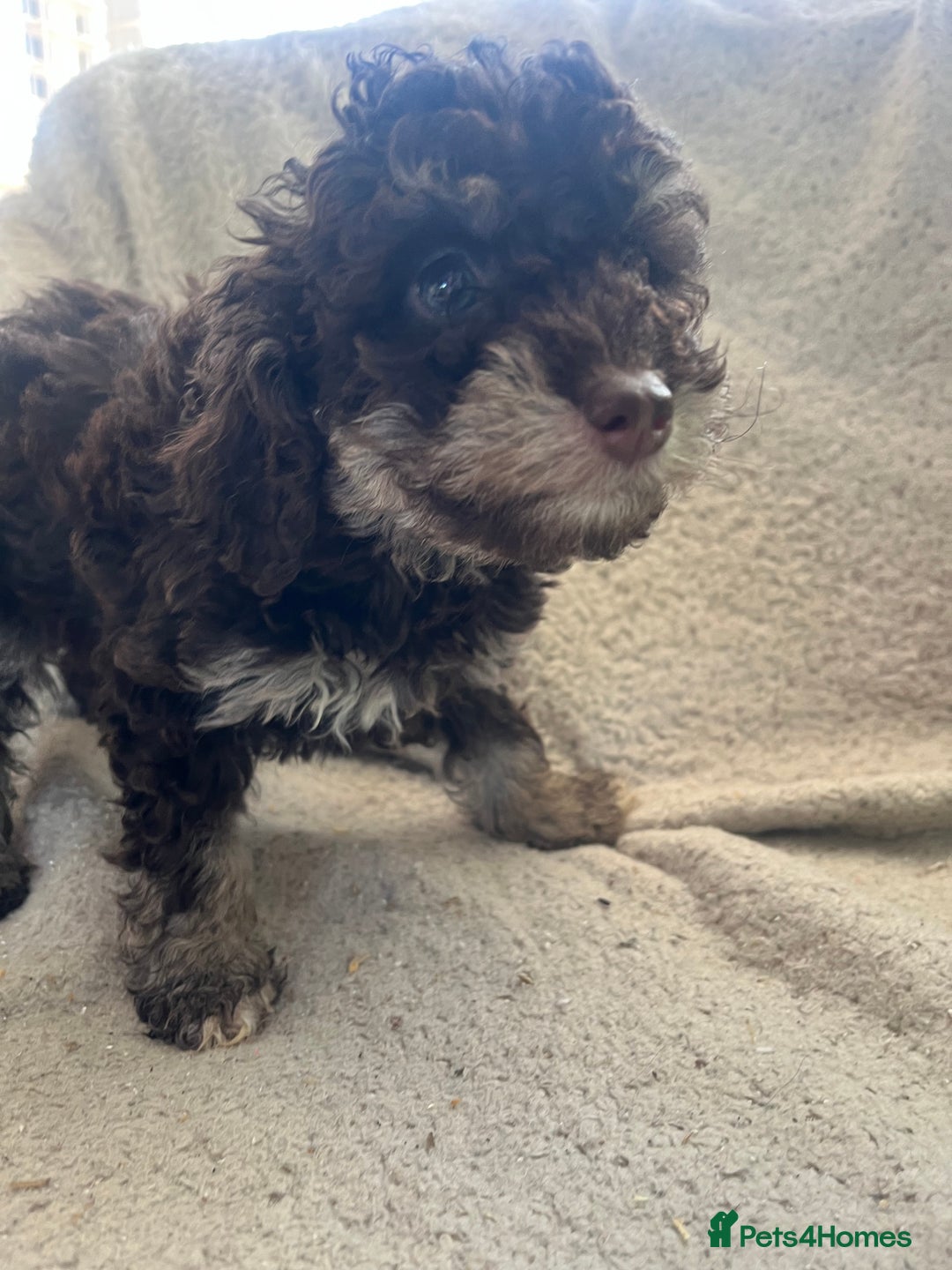 Toy Poodle dogs for sale: Toy poodle puppies - Advert 19