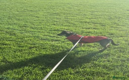 Mixed Breed dogs for adoption: Venice  - Advert 3