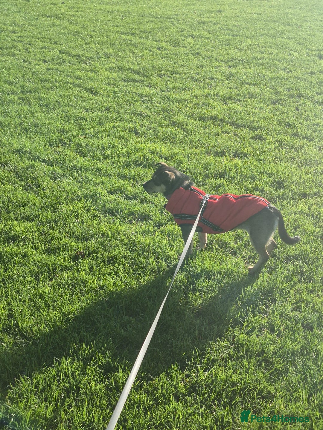 Mixed Breed dogs for adoption: Venice  - Advert 3