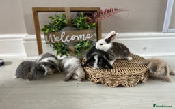 Mini Lop rabbits for sale: Litter of mini lop babies  - Image 10