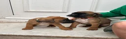 Boxer dogs for sale: READY NOW- Stunning boxer puppies - Advert 25