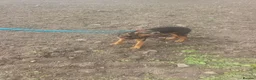 Mixed Breed dogs for sale: Border collie x hound/collie - Advert 3