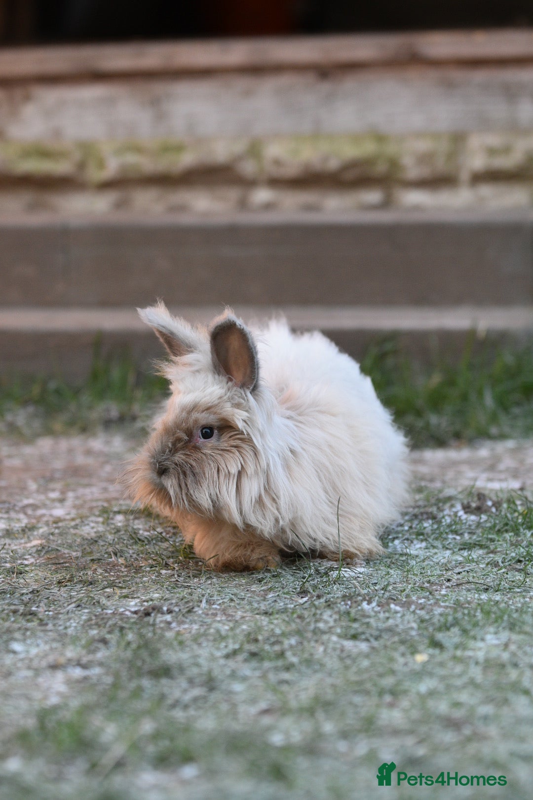 Angora rabbits for sale: French Imported Pedigree English Angoras - Advert 8