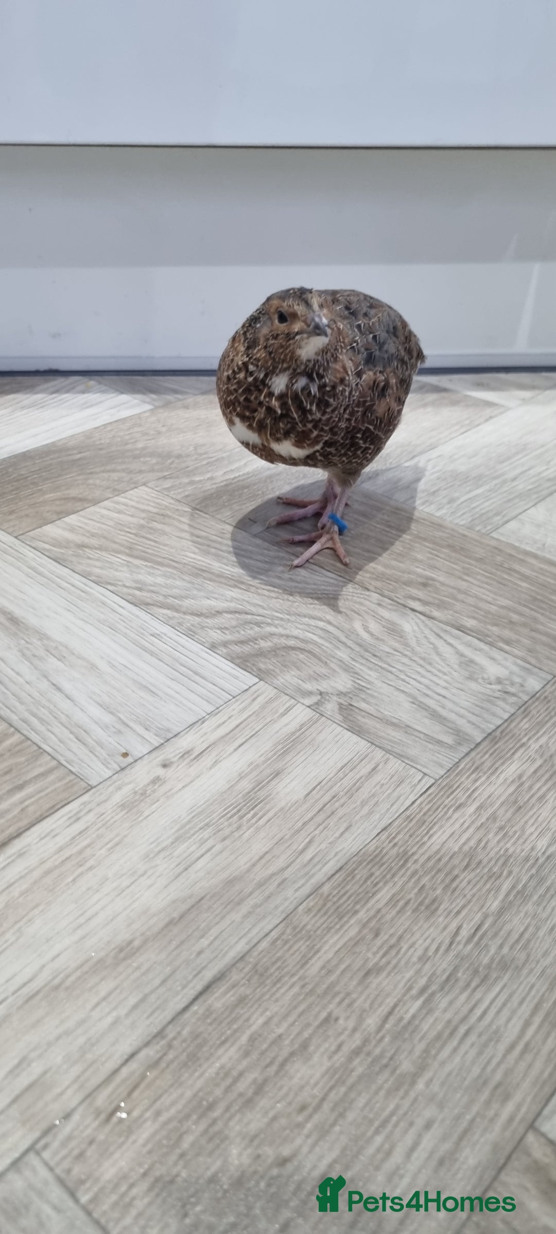 Quail poultry for sale: 1 male and 1 female corurnix quail - Image 2