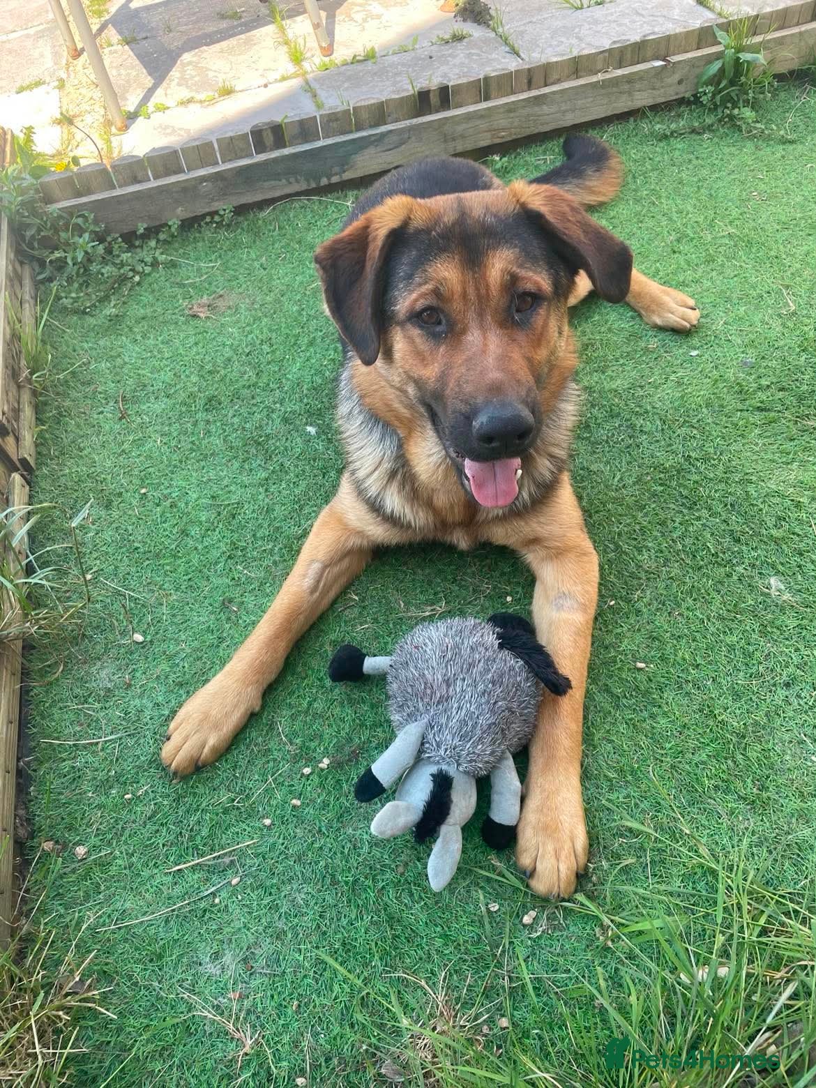 Mixed Breed dogs for adoption: Beau is a big beautiful goofy boy  - Advert 3