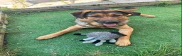 Mixed Breed dogs for adoption: Beau is a big beautiful goofy boy  in Mexborough - Advert 1
