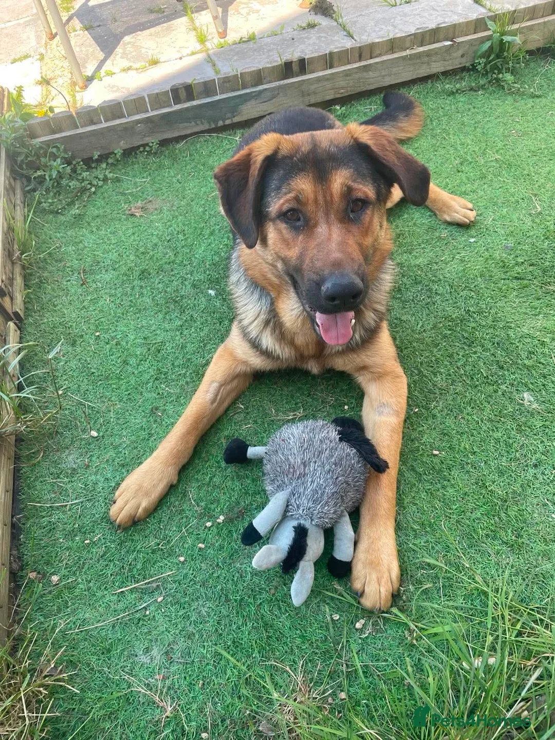 Mixed Breed dogs for adoption: Beau is a big beautiful goofy boy  in Mexborough - Advert 1