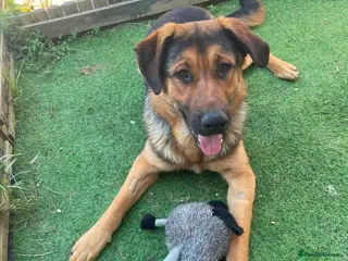 Mixed Breed dogs for adoption: Beau is a big beautiful goofy boy - Advert 3