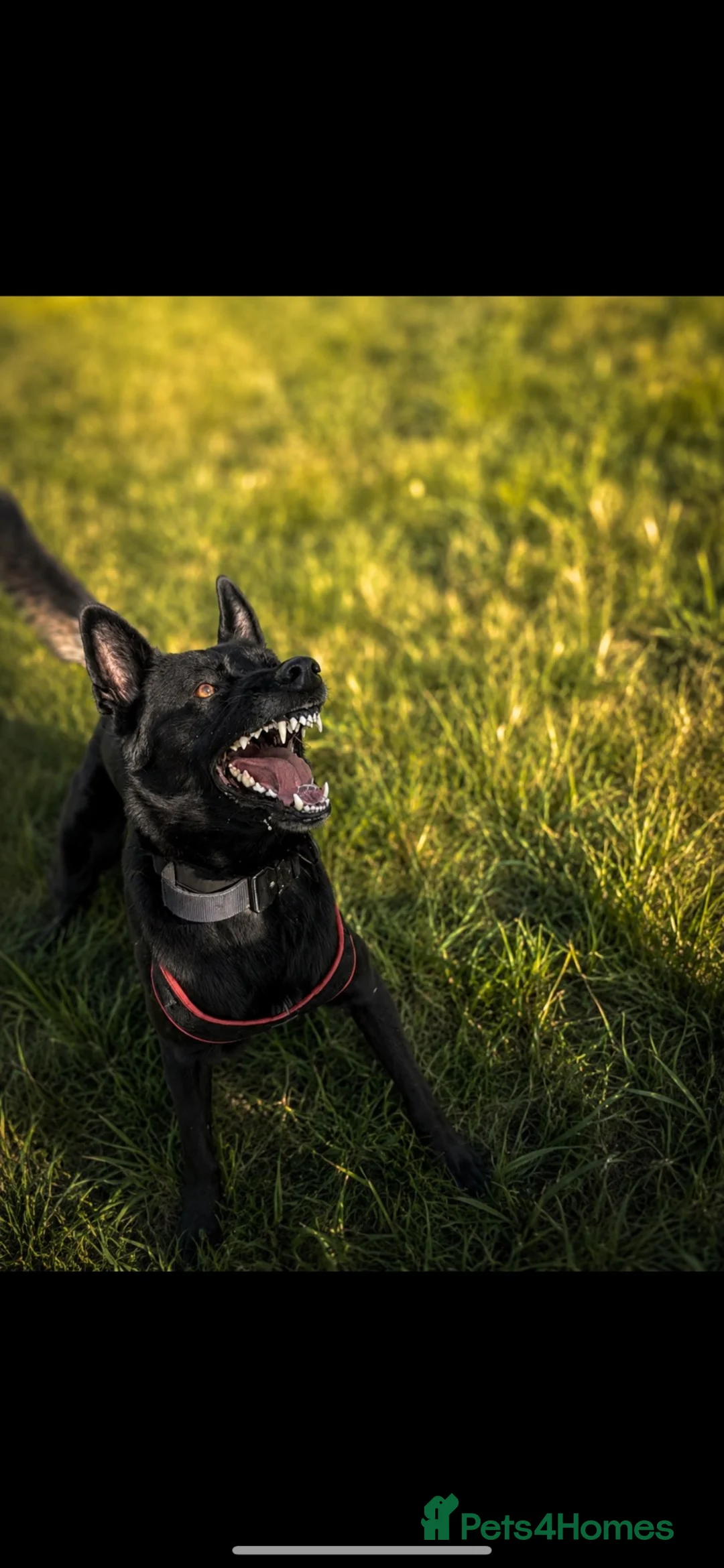 Belgian Shepherd Dog dogs for stud: Belgian Malinois  - Advert 2