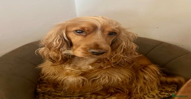 Cocker Spaniel dogs - Advert 11