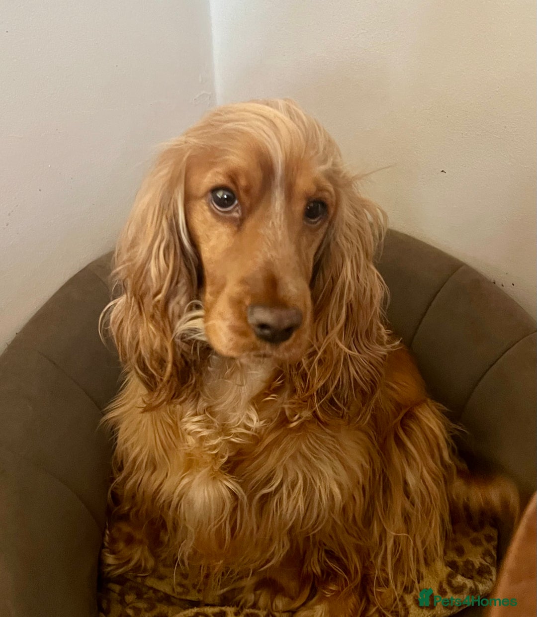 Cocker Spaniel dogs for sale: Expecting a Stunning Show Cocker Spaniel litter - Image 2
