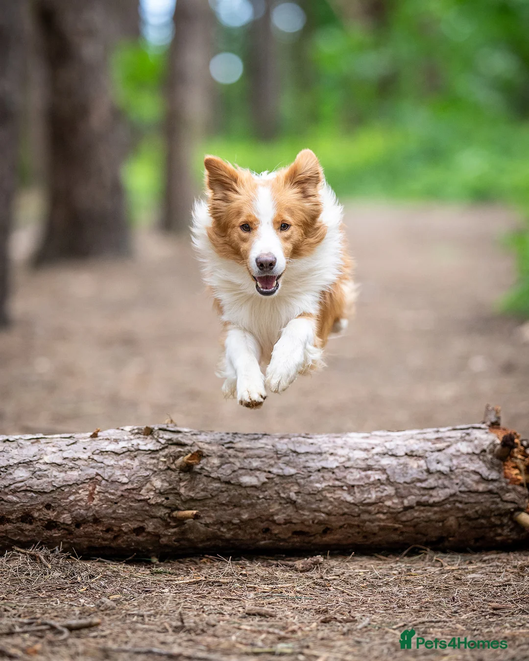 Border Collie dogs for stud: KC REG FULLY HEALTH TESTED EE RED/GOLD STUD  in Doncaster - Advert 19