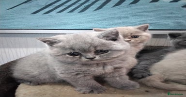 British Shorthair cats - Advert 13