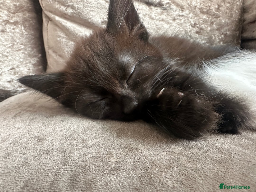 British Shorthair cats for sale: 4 female kittens  - Image 2