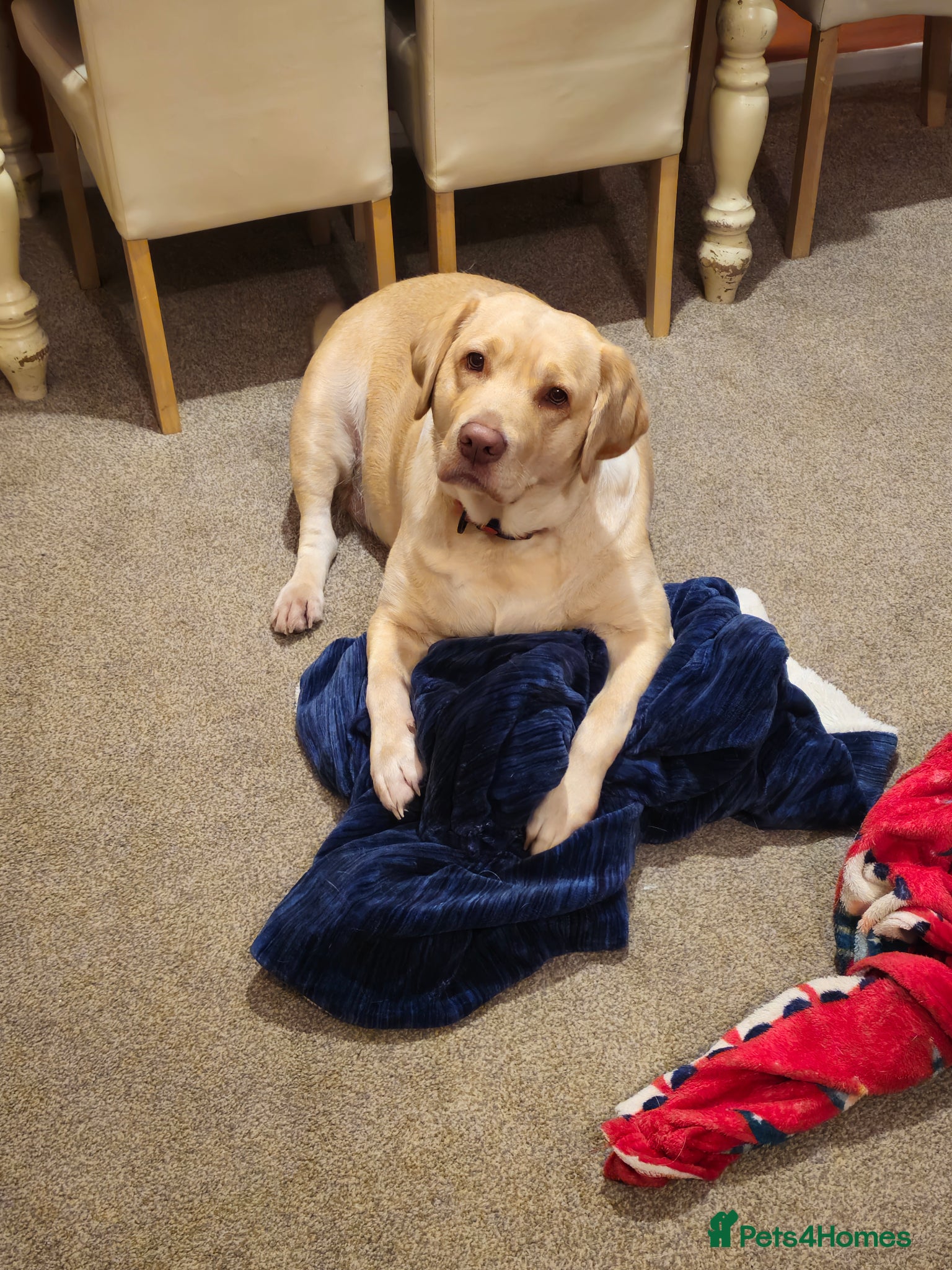 Labrador Retriever dogs 3 year old female labrador - Advert 1