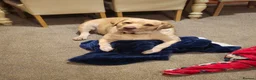 Labrador Retriever dogs for sale: 3 year old female labrador in Barnsley - Advert 1