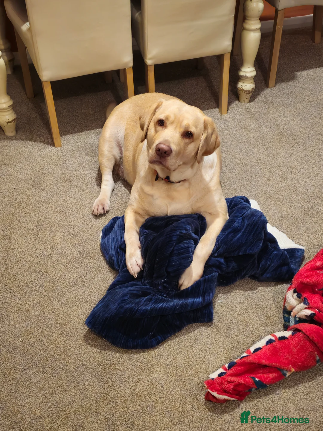 Labrador Retriever dogs for sale: 3 year old female labrador in Barnsley - Advert 1