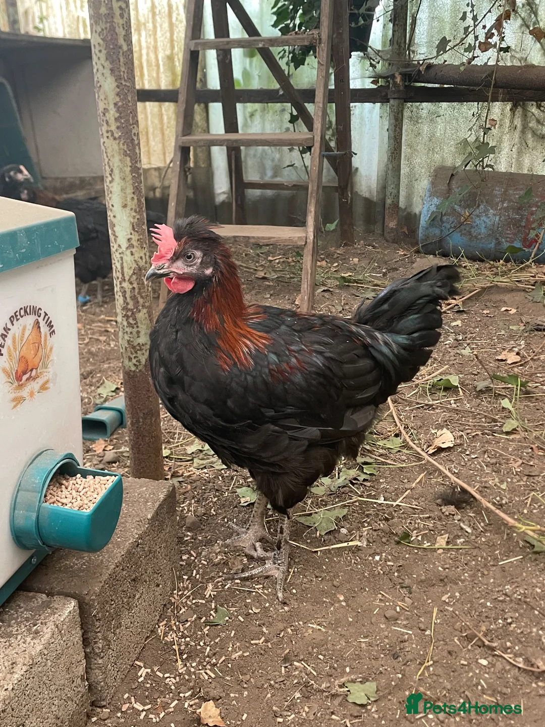 Chickens poultry for sale: Rooster free - Advert 1