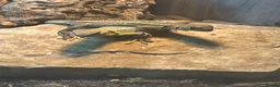 Lizard reptiles for sale: RARE Vietnamese Butterfly Agamas  - Advert 6