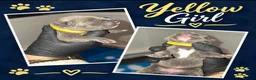 Staffordshire Bull Terrier dogs for sale: Stunning Blue Staffie Pups 🐾 - Advert 19