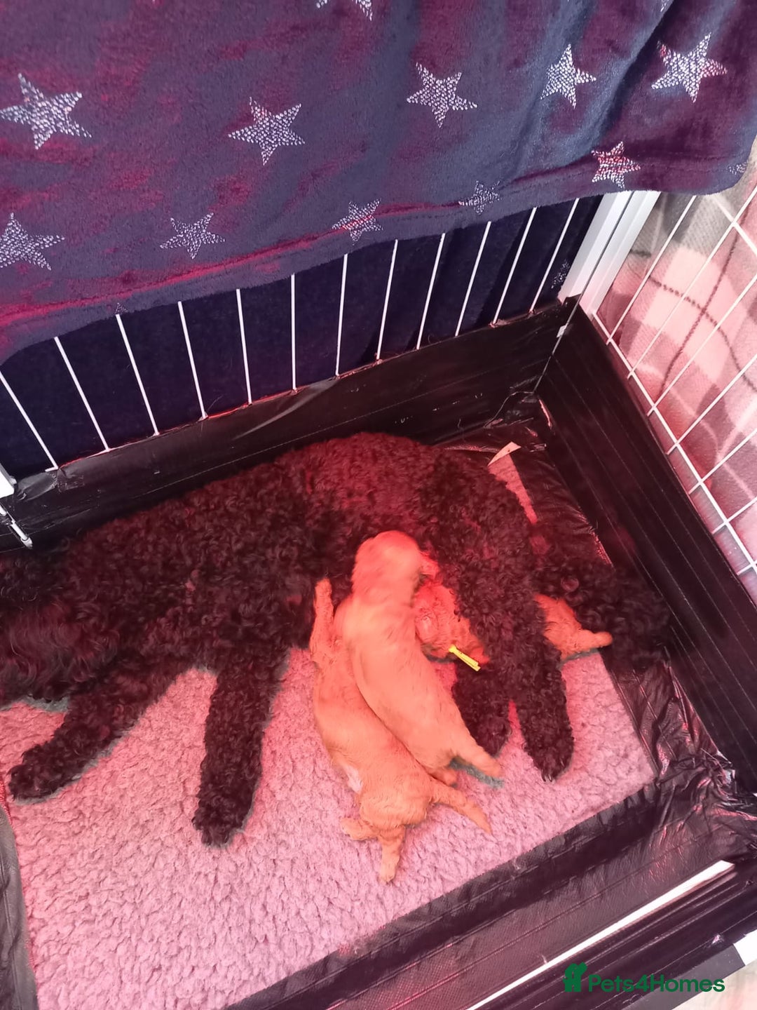 Shihpoo dogs for sale: Toy f1bb shipoo - Image 4