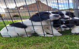 English Springer Spaniel dogs for sale: 3 male Springer Spaniel pups KC Reg and Pedigree - Image 1