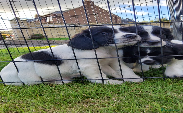 English Springer Spaniel dogs - Advert 1
