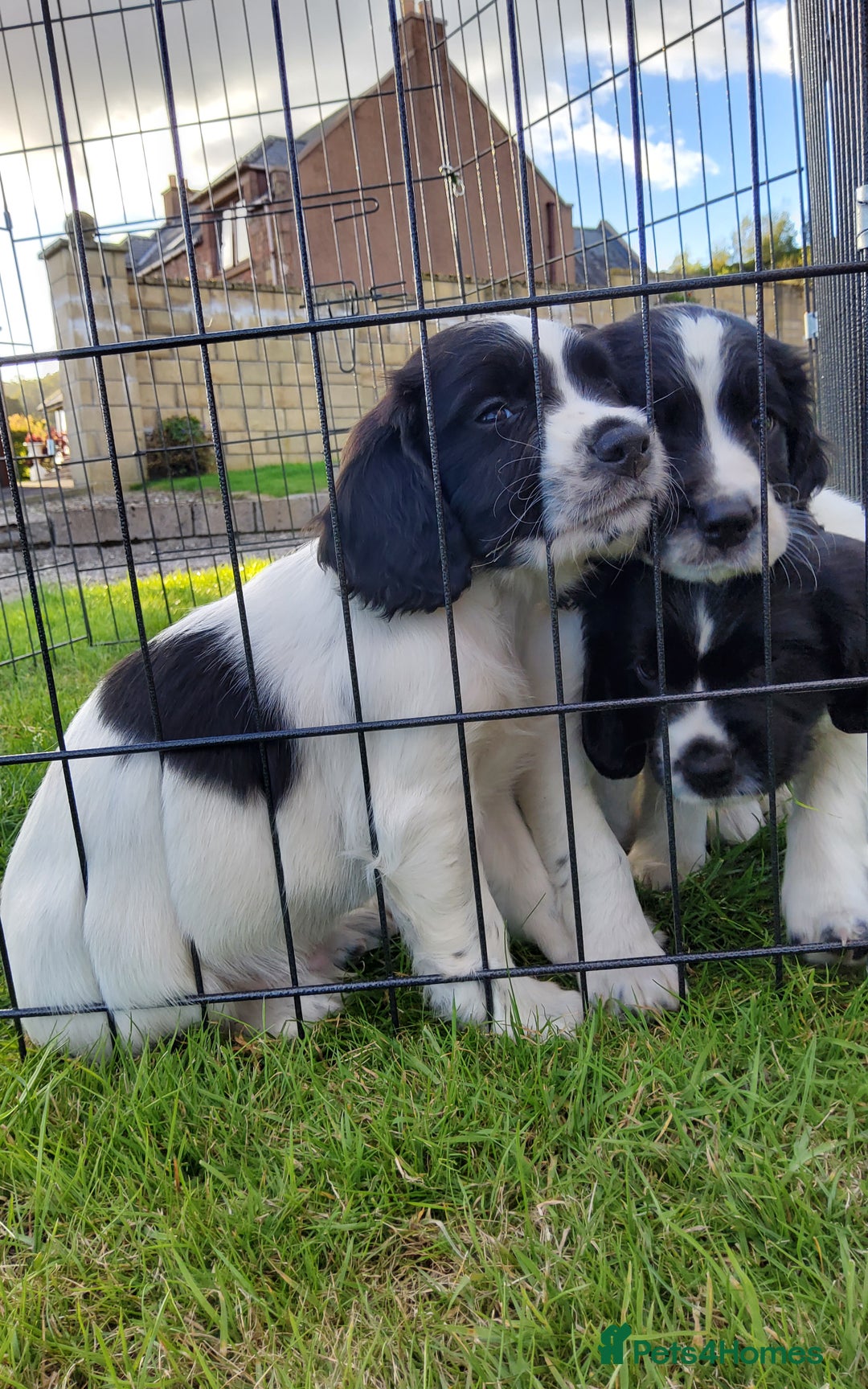 English Springer Spaniel dogs for sale: 3 male Springer Spaniel pups KC Reg and Pedigree - Image 1