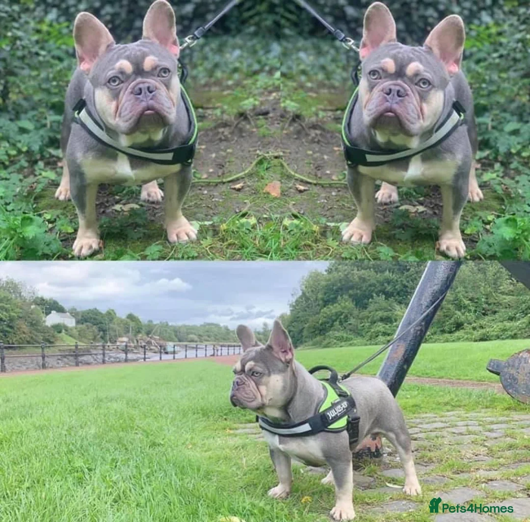 French Bulldog dogs for stud: BEAUTIFUL LILAC AND TAN FRENCH BULLDOG in Sunderland - Advert 6