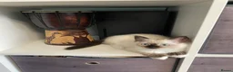 Ragdoll cats for sale: 4 TICA Registered Ragdoll girls available - Advert 11