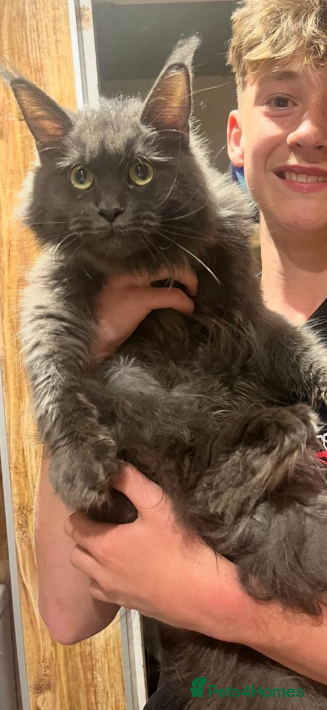 Maine Coon cats for sale: Beautiful Mainecoons blue smoke and black smoke  - Advert 4