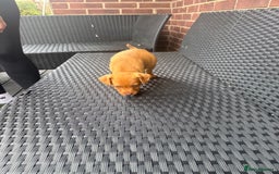 Patterdale Terrier dogs for sale: Patterdale fell terriers  - Image 4