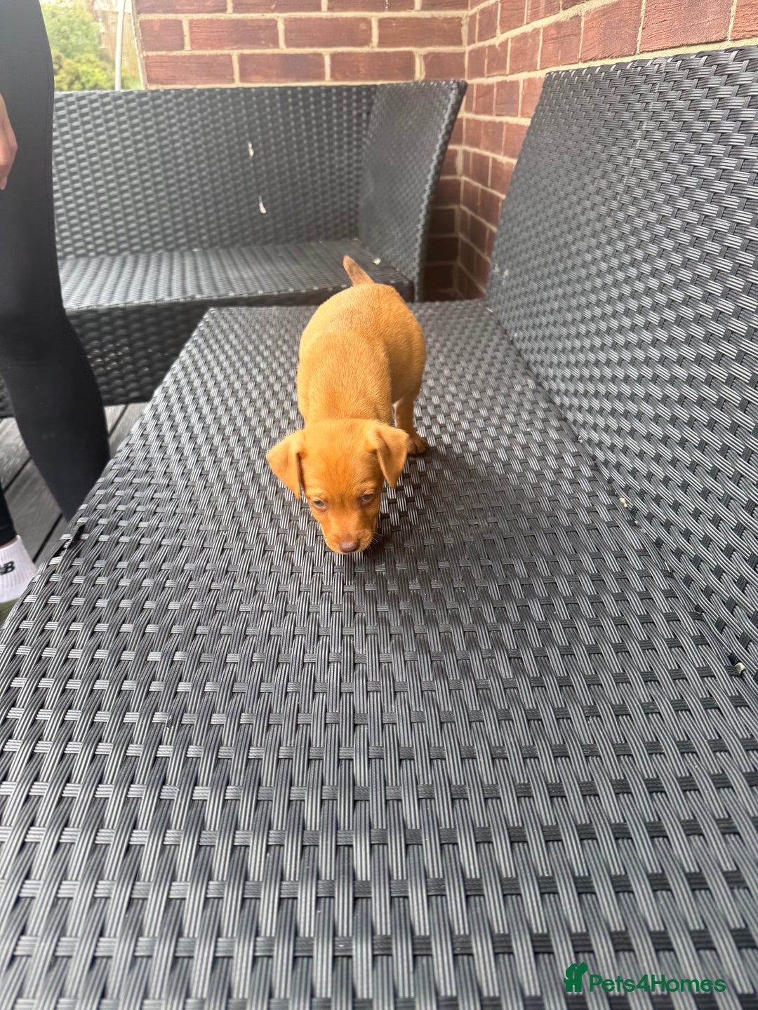 Patterdale Terrier dogs for sale: Patterdale fell terriers  - Image 4