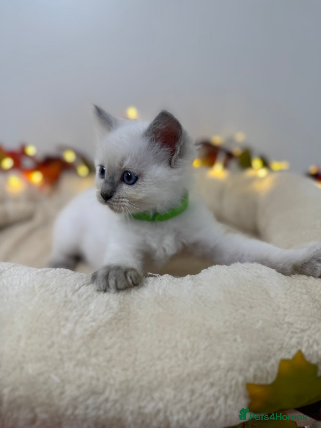 Ragdoll cats for sale: Adorable Ragdoll Kittens - GCCF registered - Image 13